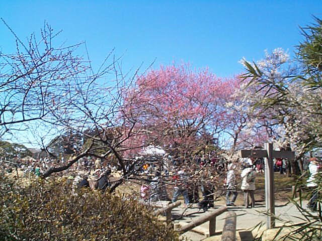 kairakuen ume